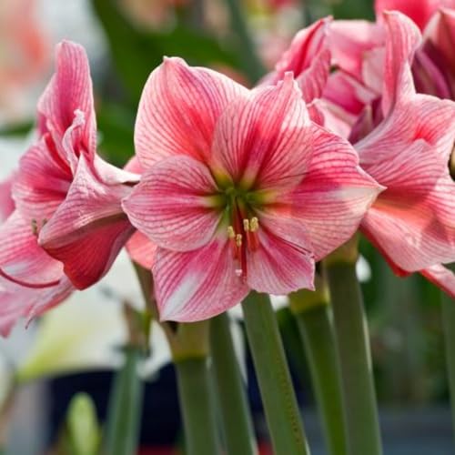 Dekoration für drinnen und draußen/Kältebeständige Amaryllis/Leuchtende Farben/Blickfang in der Ecke des Hofes-3 Rhizom-D Dekoration für drinnen und draußen/Kältebeständige Amaryllis/Leuchtende Farben/Blickfang in der Ecke des Hofes-3 Rhizom-D von CUIKWA