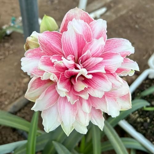 Dekoration für drinnen und draußen/Kältebeständige Amaryllis/Leuchtende Farben/Blickfang in der Ecke des Hofes-3 Rhizom-E Dekoration für drinnen und draußen/Kältebeständige Amaryllis/Leuchtende Farben/Blickfang in der Ecke des Hofes-3 Rhizom-E von CUIKWA