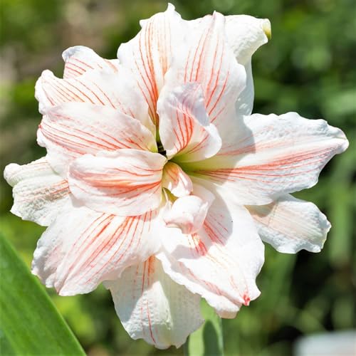 Dekoration für drinnen und draußen/Kältebeständige Amaryllis/Leuchtende Farben/Blickfang in der Ecke des Hofes-3 Rhizom-H von CUIKWA