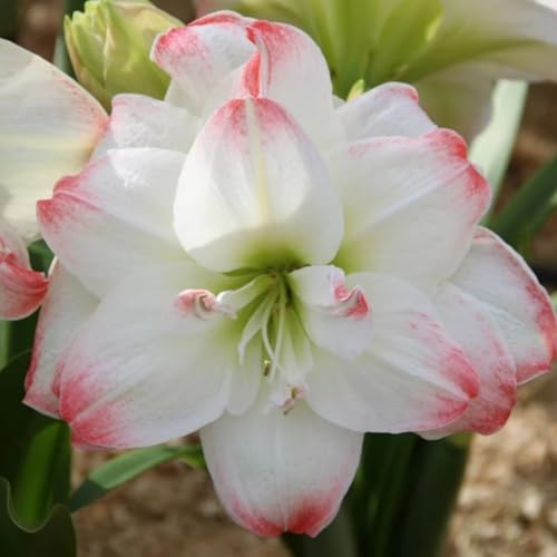Dekoration für drinnen und draußen/Kältebeständige Amaryllis/Leuchtende Farben/Blickfang in der Ecke des Hofes-3 Rhizom-I von CUIKWA