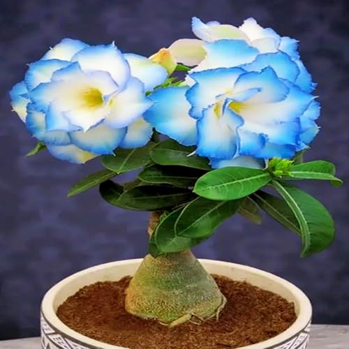 Dekorative Wüstenrose im Topf/Geeignet als Heimdekoration/Blüht Jahr für Jahr (Topf nicht im Lieferumfang enthalten)-1Rhizom-C von CUIKWA