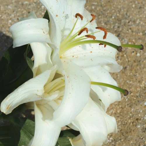 Doppelt/einfach/duftend/selten/kältebeständige mehrjährige Lilie/kältebeständig/Bodenpflanze/Dekoration für drinnen und draußen-4 PCS-D Doppelt/einfach/duftend/selten/kältebeständige mehrjährige Lilie/kältebeständig/Bodenpflanze/Dekoration für drinnen und draußen-4 PCS-D von CUIKWA