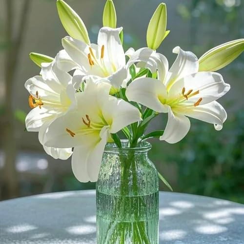Doppelt/einfach/duftend/selten/kältebeständige mehrjährige Lilie/kältebeständig/Bodenpflanze/Dekoration für drinnen und draußen-4 PCS-G Doppelt/einfach/duftend/selten/kältebeständige mehrjährige Lilie/kältebeständig/Bodenpflanze/Dekoration für drinnen und draußen-4 PCS-G von CUIKWA