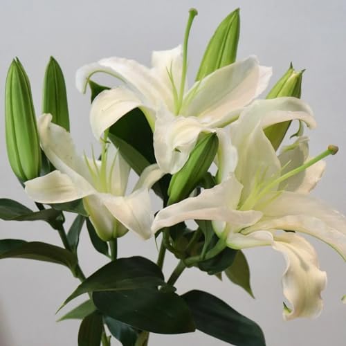 Doppelt/einfach/duftend/selten/kältebeständige mehrjährige Lilie/kältebeständig/Bodenpflanze/Dekoration für drinnen und draußen-6 PCS-C von CUIKWA