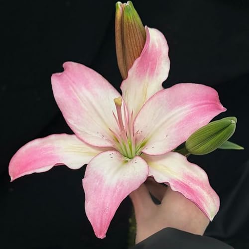 Doppelt/einfach/duftend/selten/kältebeständige mehrjährige Lilie/kältebeständig/Bodenpflanze/Dekoration für drinnen und draußen-8 PCS-B Doppelt/einfach/duftend/selten/kältebeständige mehrjährige Lilie/kältebeständig/Bodenpflanze/Dekoration für drinnen und draußen-8 PCS-B von CUIKWA