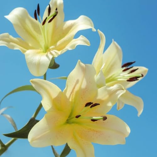 Doppelt/einfach/duftend/selten/kältebeständige mehrjährige Lilie/kältebeständig/Bodenpflanze/Dekoration für drinnen und draußen-8 PCS-E von CUIKWA