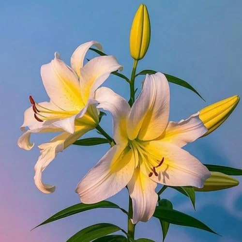 Doppelt/einfach/duftend/selten/kältebeständige mehrjährige Lilie/kältebeständig/Bodenpflanze/Dekoration für drinnen und draußen-8 PCS-F Doppelt/einfach/duftend/selten/kältebeständige mehrjährige Lilie/kältebeständig/Bodenpflanze/Dekoration für drinnen und draußen-8 PCS-F von CUIKWA