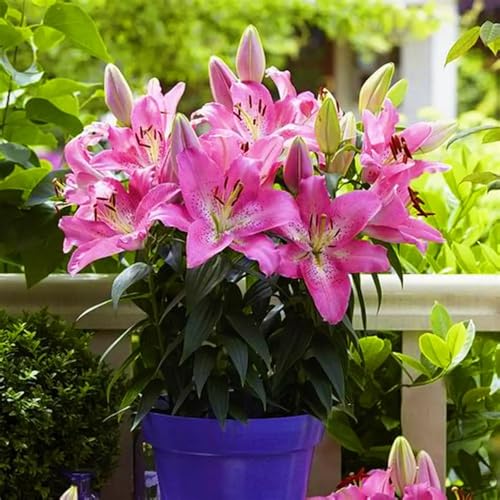 Doppelte/einfache/duftende/seltene Lilie/kältebeständige Lilie/kältebeständige mehrjährige Topfpflanze/Dekoration für drinnen und draußen-4 PCS-A Doppelte/einfache/duftende/seltene Lilie/kältebeständige Lilie/kältebeständige mehrjährige Topfpflanze/Dekoration für drinnen und draußen-4 PCS-A von CUIKWA