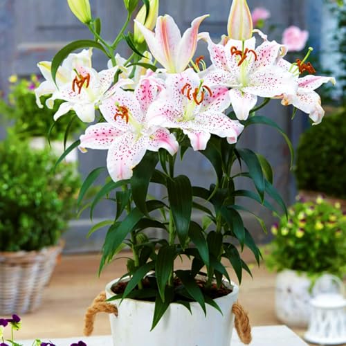 Doppelte/einfache/duftende/seltene Lilie/kältebeständige Lilie/kältebeständige mehrjährige Topfpflanze/Dekoration für drinnen und draußen-4 PCS-F Doppelte/einfache/duftende/seltene Lilie/kältebeständige Lilie/kältebeständige mehrjährige Topfpflanze/Dekoration für drinnen und draußen-4 PCS-F von CUIKWA