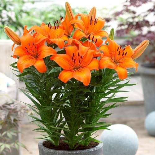 Doppelte/einfache/duftende/seltene Lilie/kältebeständige Lilie/kältebeständige mehrjährige Topfpflanze/Dekoration für drinnen und draußen-6 PCS-B von CUIKWA