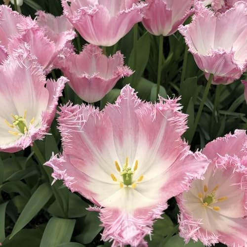 Eine sehr winterharte Mischung aus früh- und spätblühenden Tulpen. Pflegeleicht, mit geringem Wasserbedarf und geeignet für Blüh- und Schnittblumen-6 PCS-F Eine sehr winterharte Mischung aus früh- und spätblühenden Tulpen. Pflegeleicht, mit geringem Wasserbedarf und geeignet für Blüh- und Schnittblumen-6 PCS-F von CUIKWA