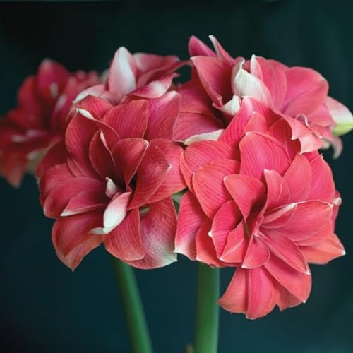 Einfache und doppelte Blütenblätter der Amaryllis/Die erste Wahl für die Balkondekoration, die eine warme Atmosphäre schafft-2Rhizom-B Einfache und doppelte Blütenblätter der Amaryllis/Die erste Wahl für die Balkondekoration, die eine warme Atmosphäre schafft-2Rhizom-B von CUIKWA