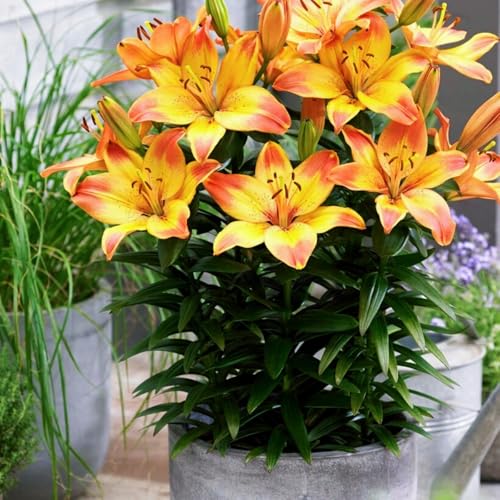 Gefüllte/einfache/duftende/kältebeständige Lilie/Ganzjährige Balkonblüher/Dekoration für drinnen und draußen/Geburtstagsgeschenk-4 PCS-C Gefüllte/einfache/duftende/kältebeständige Lilie/Ganzjährige Balkonblüher/Dekoration für drinnen und draußen/Geburtstagsgeschenk-4 PCS-C von CUIKWA