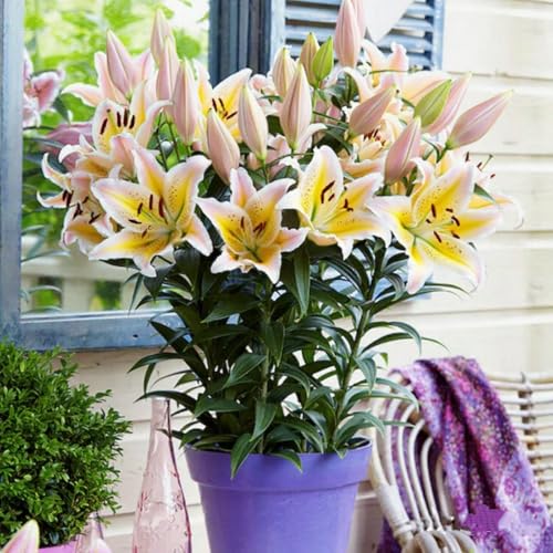 Gefüllte/einfache/duftende/kältebeständige Lilie/Ganzjährige Balkonblüher/Dekoration für drinnen und draußen/Geburtstagsgeschenk-4 PCS-I Gefüllte/einfache/duftende/kältebeständige Lilie/Ganzjährige Balkonblüher/Dekoration für drinnen und draußen/Geburtstagsgeschenk-4 PCS-I von CUIKWA