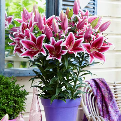 Gefüllte/einfache/duftende/kältebeständige Lilie/Ganzjährige Balkonblüher/Dekoration für drinnen und draußen/Geburtstagsgeschenk-8 PCS-E Gefüllte/einfache/duftende/kältebeständige Lilie/Ganzjährige Balkonblüher/Dekoration für drinnen und draußen/Geburtstagsgeschenk-8 PCS-E von CUIKWA