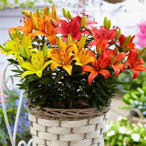 Gefüllte/einfache/duftende/kältebeständige Lilie/Ganzjährige Balkonblüher/Dekoration für drinnen und draußen/Geburtstagsgeschenk-8 PCS-G Gefüllte/einfache/duftende/kältebeständige Lilie/Ganzjährige Balkonblüher/Dekoration für drinnen und draußen/Geburtstagsgeschenk-8 PCS-G von CUIKWA