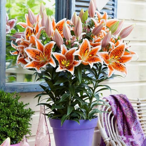 Gefüllte/einfache/duftende/kältebeständige Lilie/Ganzjährige Balkonblüher/Dekoration für drinnen und draußen/Geburtstagsgeschenk-8 PCS-H Gefüllte/einfache/duftende/kältebeständige Lilie/Ganzjährige Balkonblüher/Dekoration für drinnen und draußen/Geburtstagsgeschenk-8 PCS-H von CUIKWA