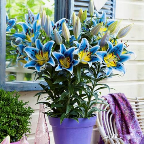 Gefüllte/einfache/duftende/kältebeständige Lilie/kältebeständige mehrjährige Topfpflanze/Dekoration für drinnen und draußen/Geburtstagsgeschenk-4 PCS-A Gefüllte/einfache/duftende/kältebeständige Lilie/kältebeständige mehrjährige Topfpflanze/Dekoration für drinnen und draußen/Geburtstagsgeschenk-4 PCS-A von CUIKWA