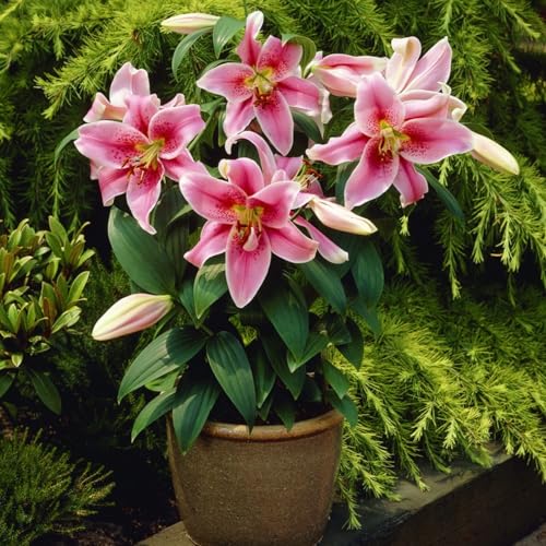 Gefüllte/einfache/duftende/kältebeständige Lilie/kältebeständige mehrjährige Topfpflanze/Dekoration für drinnen und draußen/Geburtstagsgeschenk-4 PCS-B Gefüllte/einfache/duftende/kältebeständige Lilie/kältebeständige mehrjährige Topfpflanze/Dekoration für drinnen und draußen/Geburtstagsgeschenk-4 PCS-B von CUIKWA