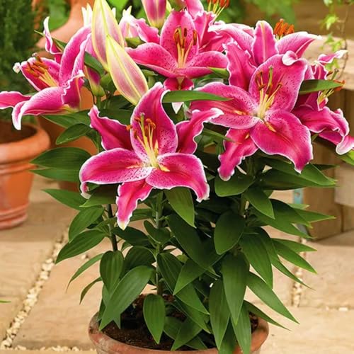 Gefüllte/einfache/duftende/kältebeständige Lilie/kältebeständige mehrjährige Topfpflanze/Dekoration für drinnen und draußen/Geburtstagsgeschenk-6 PCS-C Gefüllte/einfache/duftende/kältebeständige Lilie/kältebeständige mehrjährige Topfpflanze/Dekoration für drinnen und draußen/Geburtstagsgeschenk-6 PCS-C von CUIKWA