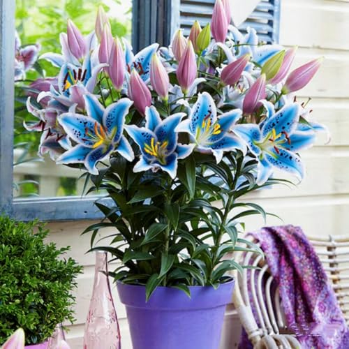 Gefüllte/einfache/duftende/kältebeständige Lilie/kältebeständige mehrjährige Topfpflanze/Dekoration für drinnen und draußen/Geburtstagsgeschenk-6 PCS-D Gefüllte/einfache/duftende/kältebeständige Lilie/kältebeständige mehrjährige Topfpflanze/Dekoration für drinnen und draußen/Geburtstagsgeschenk-6 PCS-D von CUIKWA