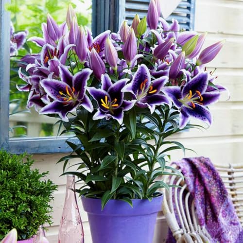 Gefüllte/einfache/duftende/kältebeständige Lilie/kältebeständige mehrjährige Topfpflanze/Dekoration für drinnen und draußen/Geburtstagsgeschenk-6 PCS-F Gefüllte/einfache/duftende/kältebeständige Lilie/kältebeständige mehrjährige Topfpflanze/Dekoration für drinnen und draußen/Geburtstagsgeschenk-6 PCS-F von CUIKWA