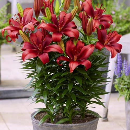 Gefüllte/einfache/duftende/kältebeständige Lilie/kältebeständige mehrjährige Topfpflanze/Dekoration für drinnen und draußen/Geburtstagsgeschenk-6 PCS-G Gefüllte/einfache/duftende/kältebeständige Lilie/kältebeständige mehrjährige Topfpflanze/Dekoration für drinnen und draußen/Geburtstagsgeschenk-6 PCS-G von CUIKWA
