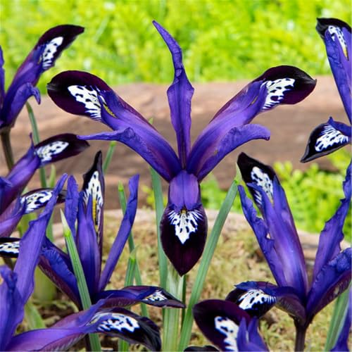 Iris, mehrjährig – winterhart, pflegeleicht, auffällige, elegante Blüten, geeignet für Beete und Blumensträuße-4 Rhizome-C Iris, mehrjährig – winterhart, pflegeleicht, auffällige, elegante Blüten, geeignet für Beete und Blumensträuße-4 Rhizome-C von CUIKWA