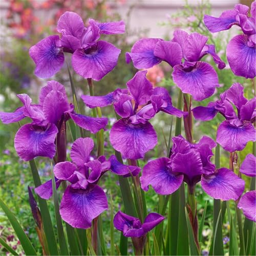Iris, mehrjährig – winterhart, pflegeleicht, auffällige, elegante Blüten, geeignet für Beete und Blumensträuße-4 Rhizome-F Iris, mehrjährig – winterhart, pflegeleicht, auffällige, elegante Blüten, geeignet für Beete und Blumensträuße-4 Rhizome-F von CUIKWA