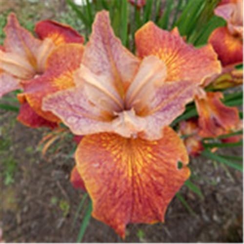 Iris, mehrjährig – winterhart, pflegeleicht, auffällige, elegante Blüten, geeignet für Beete und Blumensträuße-4 Rhizome-J von CUIKWA