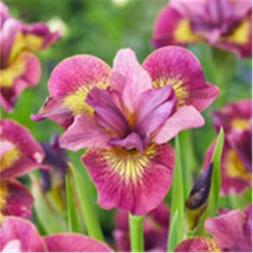 Iris, mehrjährig – winterhart, pflegeleicht, rhizombildend, auffällige, elegante Blüten, geeignet für Beete und Blumensträuße-4 Rhizome-B Iris, mehrjährig – winterhart, pflegeleicht, rhizombildend, auffällige, elegante Blüten, geeignet für Beete und Blumensträuße-4 Rhizome-B von CUIKWA