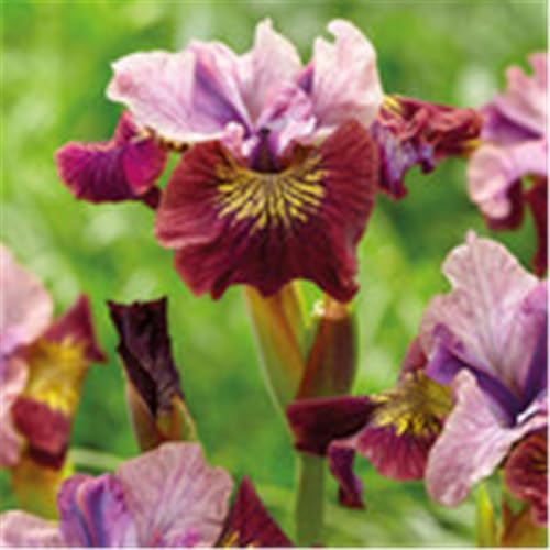Iris, mehrjährig – winterhart, pflegeleicht, rhizombildend, auffällige, elegante Blüten, geeignet für Beete und Blumensträuße-4 Rhizome-C von CUIKWA