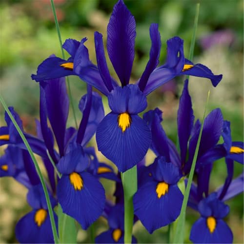 Iris mehrjährig kältebeständig, Iris-Rhizom-Hybride, geeignet für die Gartendekoration-6 Rhizome-D Iris mehrjährig kältebeständig, Iris-Rhizom-Hybride, geeignet für die Gartendekoration-6 Rhizome-D von CUIKWA