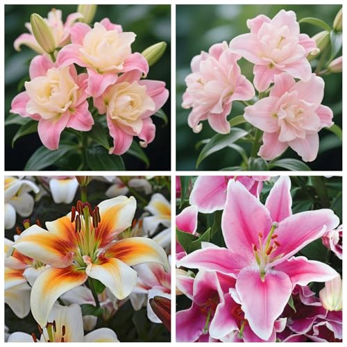 Lilie/Doppelt/Einzeln/Duftend/Kältebeständige mehrjährige Lilie/Kältebeständige Innendekoration-4 PCS-E Lilie/Doppelt/Einzeln/Duftend/Kältebeständige mehrjährige Lilie/Kältebeständige Innendekoration-4 PCS-E von CUIKWA