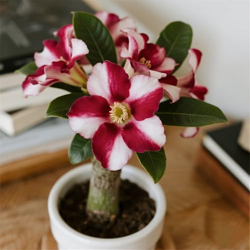 Mehrere Farben erhältlich/Wüstenrosen-Rhizom/Topfdekoration (Topf nicht im Lieferumfang enthalten)-3Rhizom-E von CUIKWA