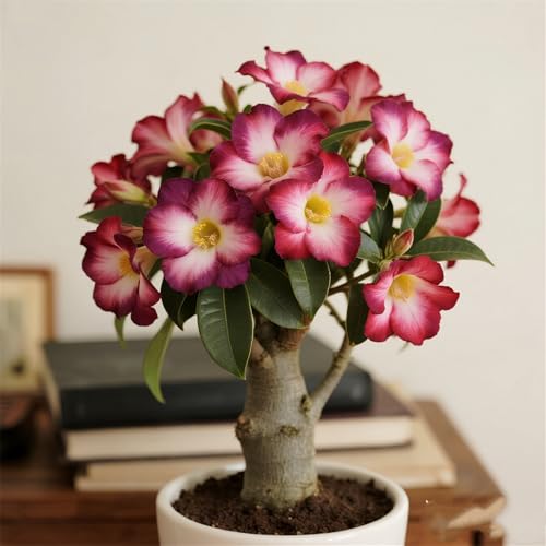 Mehrere Farben erhältlich/Wüstenrosen-Rhizom/Topfdekoration-3Rhizom-B von CUIKWA