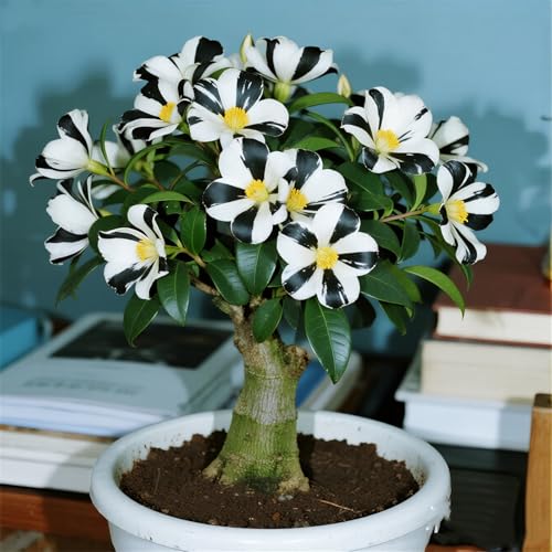 Mehrere Farben erhältlich/Wüstenrosen-Rhizom/Topfdekoration-3Rhizom-C von CUIKWA
