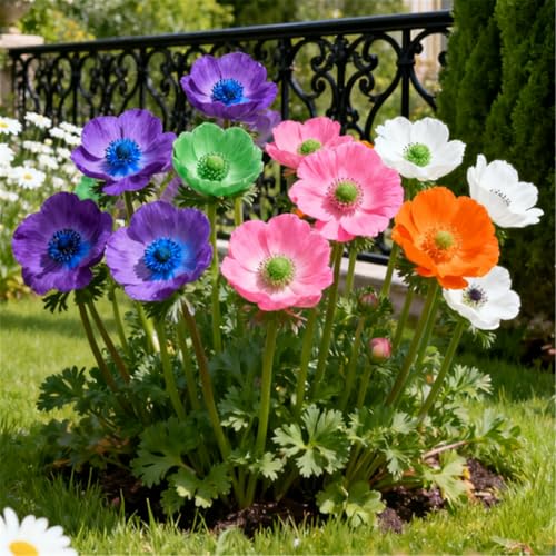Schnell wachsende/kälteresistente Anemone/Seltene Anemone/Bodendecker für den Garten-6 PCS-E von CUIKWA
