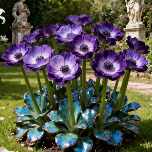 Schnell wachsende/kälteresistente Anemone/Seltene Anemone/Bodendecker für den Garten-8 PCS-F von CUIKWA