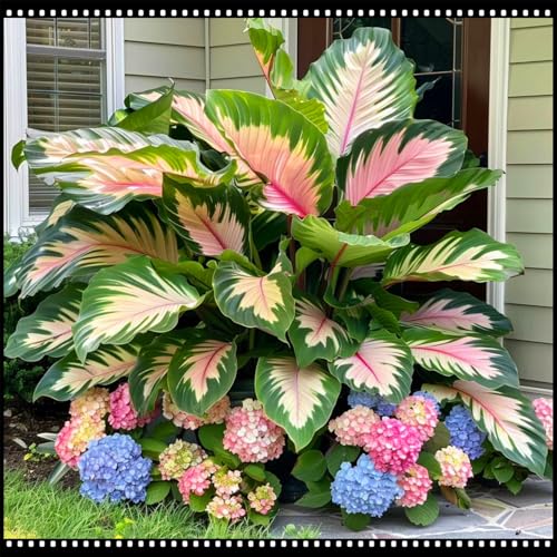 Schnellwachsend/Mehrjähriges Elefantenohr/Selten/Kälteresistent/Runzelige Blätter/Einzigartiger Zierwert-5 PCS-J Schnellwachsend/Mehrjähriges Elefantenohr/Selten/Kälteresistent/Runzelige Blätter/Einzigartiger Zierwert-5 PCS-J von CUIKWA