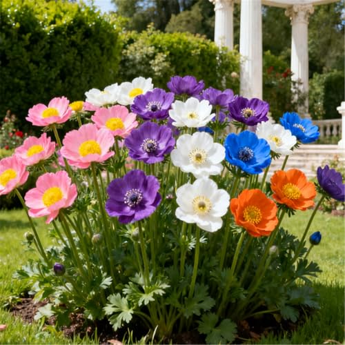 Schnellwachsende/Kältebeständige Anemone/Seltene Anemone/Gartendekoration/Kältebeständig-4 PCS-J Schnellwachsende/Kältebeständige Anemone/Seltene Anemone/Gartendekoration/Kältebeständig-4 PCS-J von CUIKWA