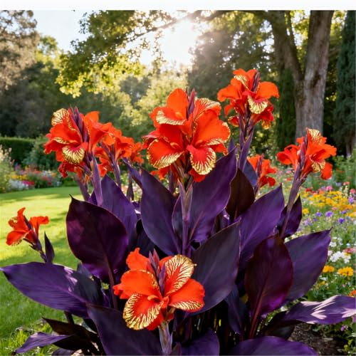 Seltene Canna/Kälteresistente Staude/Indische Canna-Knolle/Landschaftsgestaltung/Einzigartige Blütenform-1 PCS-C Seltene Canna/Kälteresistente Staude/Indische Canna-Knolle/Landschaftsgestaltung/Einzigartige Blütenform-1 PCS-C von CUIKWA