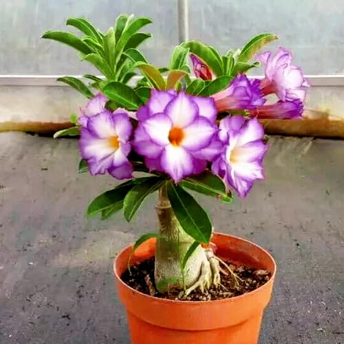 Winterharte, mehrjährige Wüstenrose Rhizom/Topfdekoration, geeignet für den Innenbereich (Topf nicht im Lieferumfang enthalten)-4Rhizom-F von CUIKWA