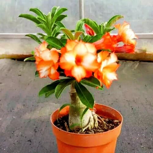 Winterharte, mehrjährige Wüstenrose Rhizom/Topfdekoration - geeignet für den Innenbereich (Topf nicht im Lieferumfang enthalten)-2Rhizom-F von CUIKWA