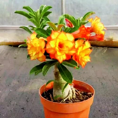 Winterharte, mehrjährige Wüstenrose Rhizom/Topfdekoration - geeignet für den Innenbereich (Topf nicht im Lieferumfang enthalten)-4Rhizom-H von CUIKWA