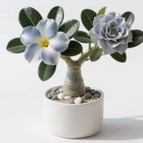 Winterharte Staude/Wüstenrose/Gartendeko/Knolle/Winterharte Balkondeko/Mehrjährige Wüstenrose/Überraschungsbepflanzung-2Rhizom-I von CUIKWA