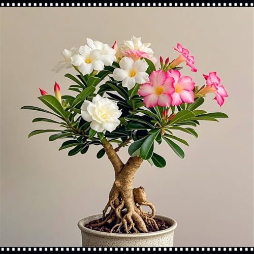 Wüstenrose Topfpflanze Dekoration/Büro Wohnzimmer Innenbereich/Einfach zu züchten und pflegeleicht-1Rhizom-C Wüstenrose Topfpflanze Dekoration/Büro Wohnzimmer Innenbereich/Einfach zu züchten und pflegeleicht-1Rhizom-C von CUIKWA
