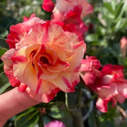 Wüstenrose Topfpflanze Dekoration/Büro Wohnzimmer Innendekoration/Kältebeständig und pflegeleicht-2Rhizom-I Wüstenrose Topfpflanze Dekoration/Büro Wohnzimmer Innendekoration/Kältebeständig und pflegeleicht-2Rhizom-I von CUIKWA
