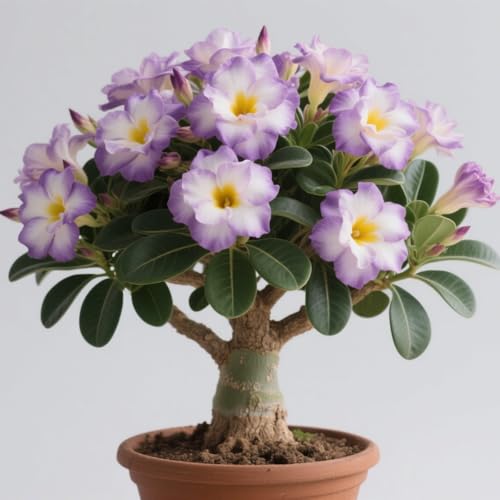 Wüstenrose mit Nischenästhetik – kein Druck, den Winter im Haus zu verbringen – perfekt für die Schreibtischbepflanzung-2Rhizom-C Wüstenrose mit Nischenästhetik – kein Druck, den Winter im Haus zu verbringen – perfekt für die Schreibtischbepflanzung-2Rhizom-C von CUIKWA