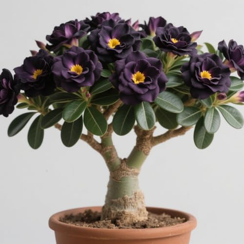 Wüstenrose mit Nischenästhetik – kein Druck, den Winter im Haus zu verbringen – perfekt für die Schreibtischbepflanzung-2Rhizom-F Wüstenrose mit Nischenästhetik – kein Druck, den Winter im Haus zu verbringen – perfekt für die Schreibtischbepflanzung-2Rhizom-F von CUIKWA